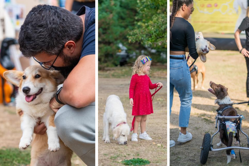 Dog Fest 7