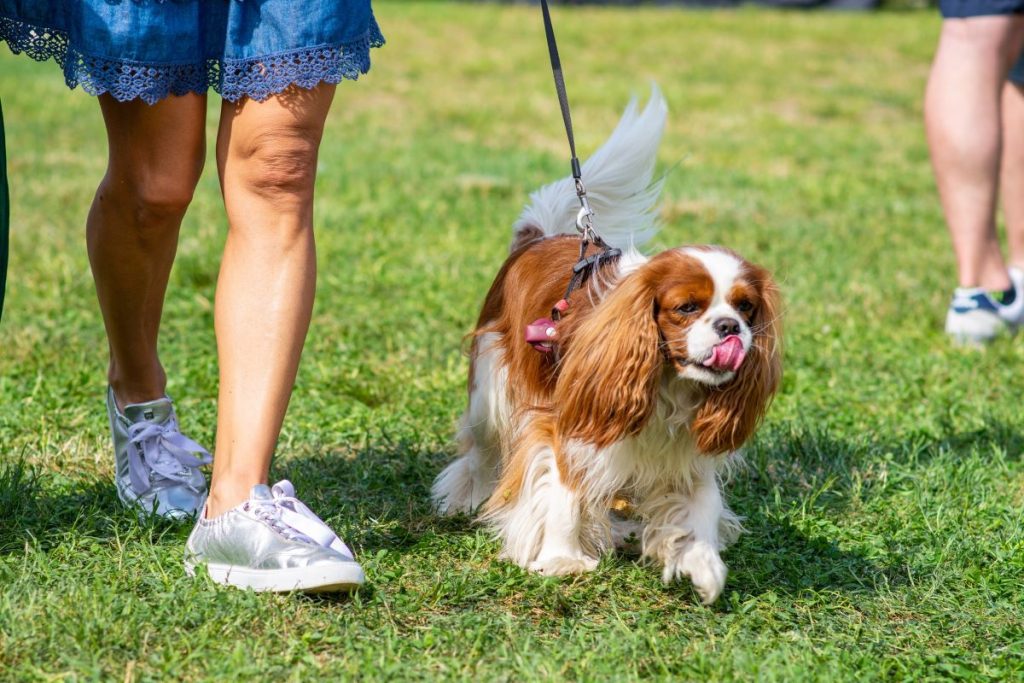 Dog Fest 2023