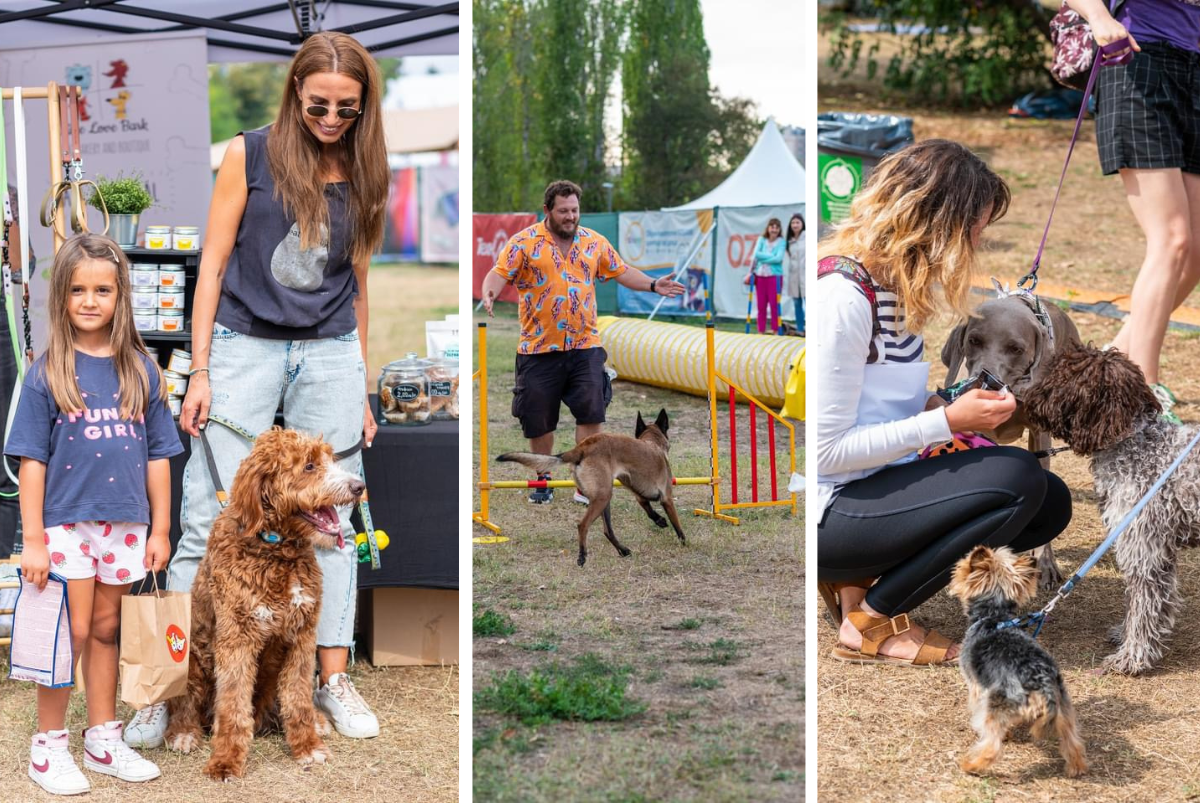 Dog Fest 7