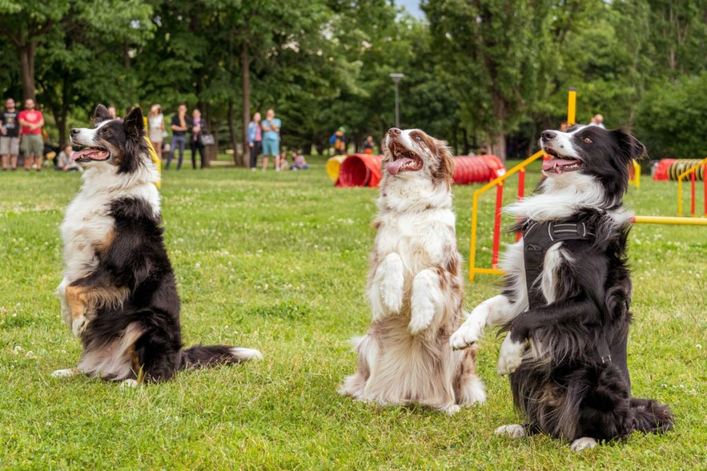 Dog Fest 2023
