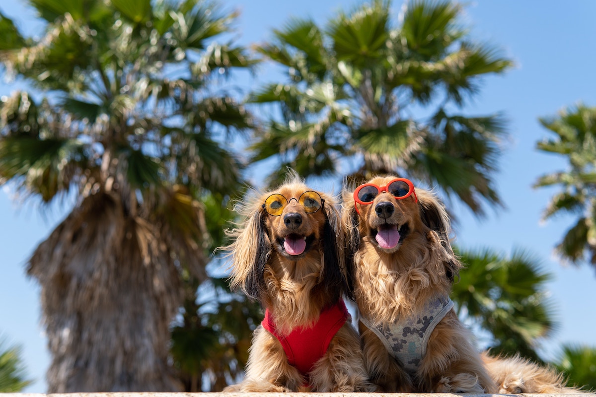 Dogs Summer