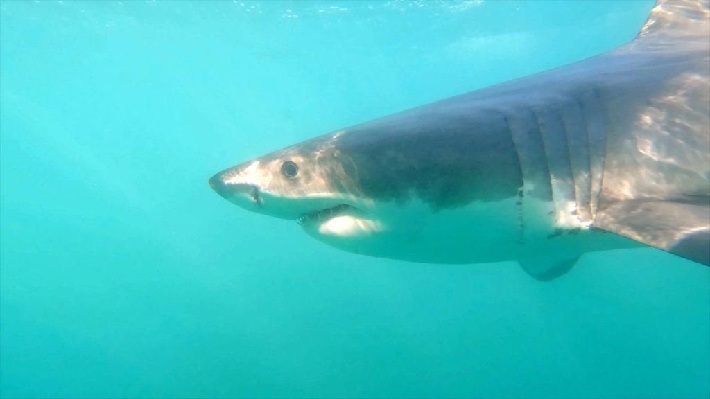 shark fest