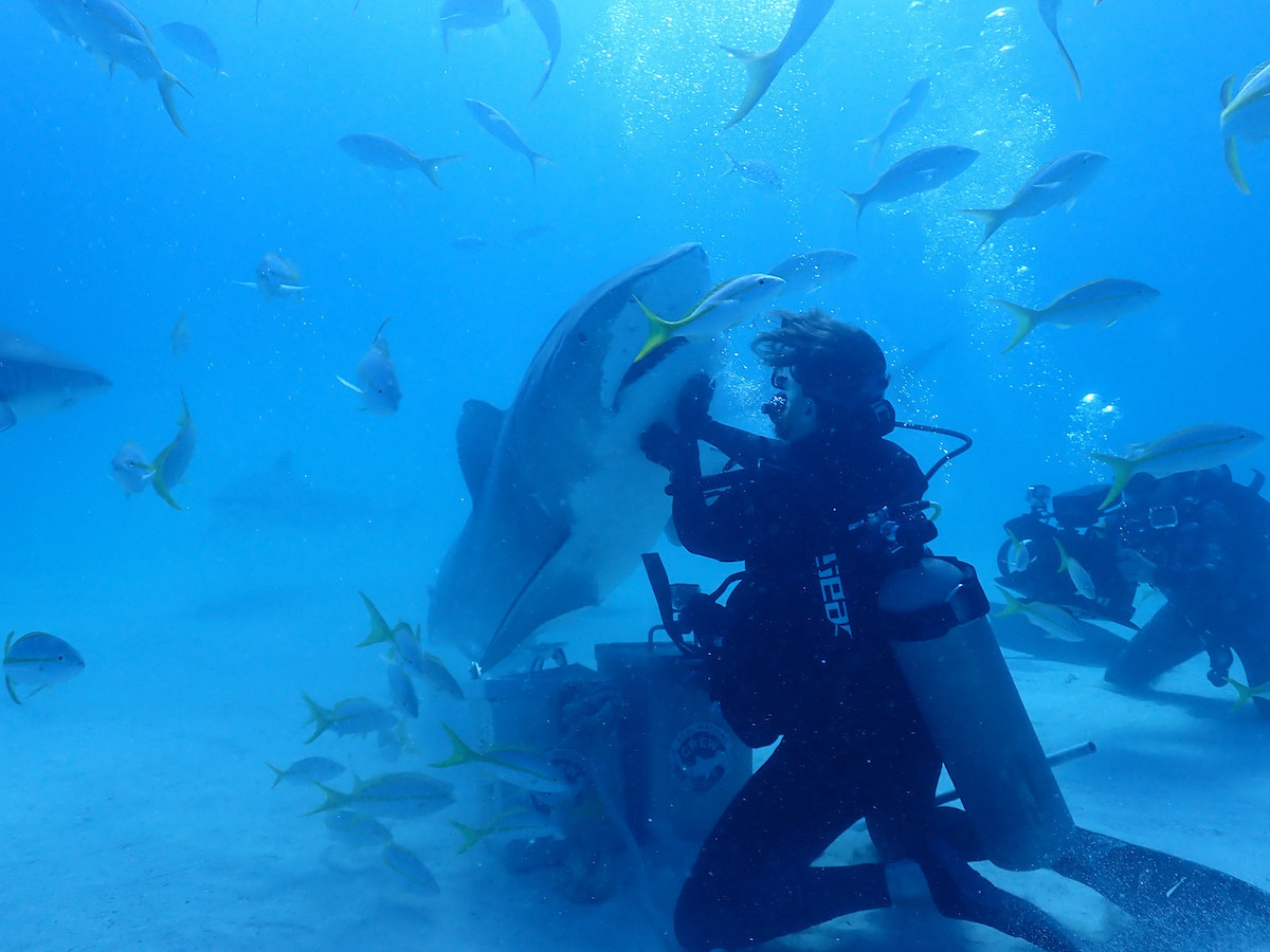 shark fest