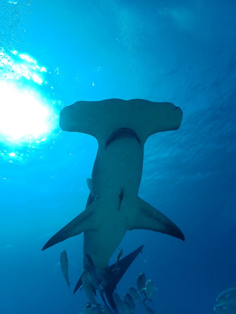 shark fest