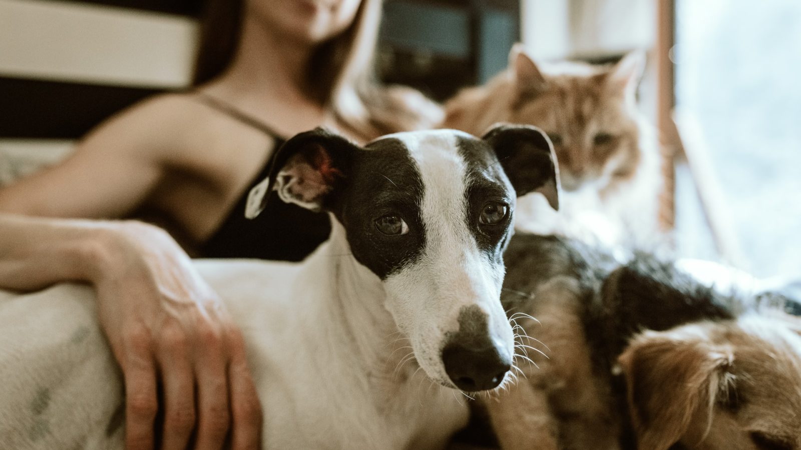 adopted animals