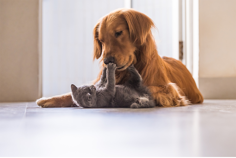 pet buddy