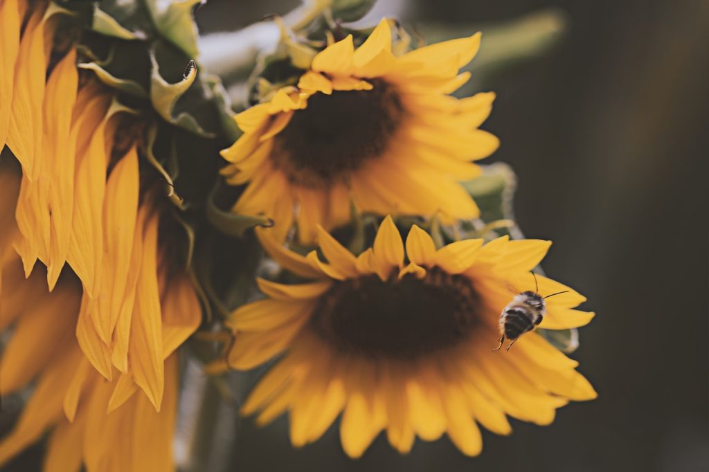 bees