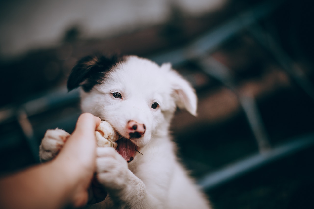CUTE PUPPY