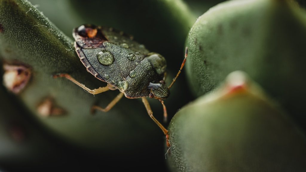 stink bug